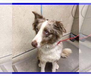 Border-Aussie Dogs for adoption in Newport Beach, CA, USA