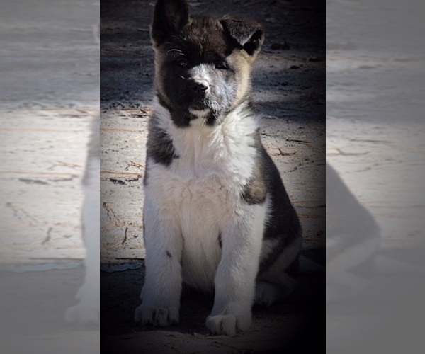 Medium Photo #2 Akita Puppy For Sale in INGLIS, FL, USA