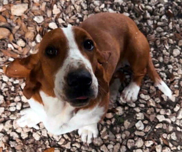 Medium Photo #2 Basset Hound Puppy For Sale in Deepwater, NJ, USA