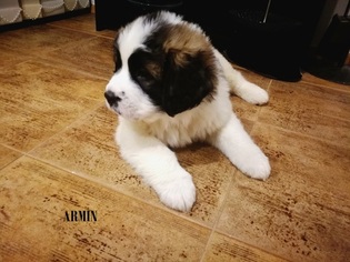 Moscow Watchdog Puppy for sale in SAN ANGELO, TX, USA