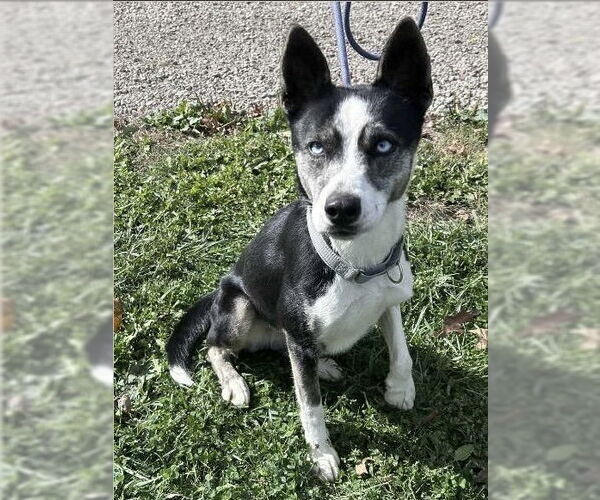 Medium Photo #2 - Mix Puppy For Sale in Benton, PA, USA