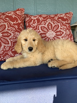 Medium Photo #1 Goldendoodle Puppy For Sale in OAKDALE, CA, USA