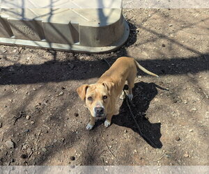Hazel - Female Mutt Dog for Adoption - Photo #3