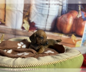 Dachshund Puppy for sale in KINSTON, NC, USA