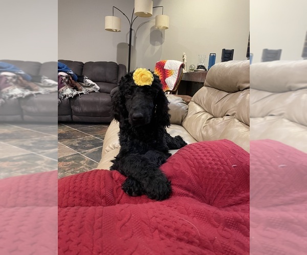 Medium Photo #2 Poodle (Standard) Puppy For Sale in VALENTINE, NE, USA