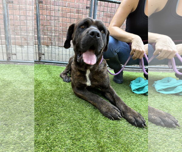 Medium Photo #3  Puppy For Sale in , 