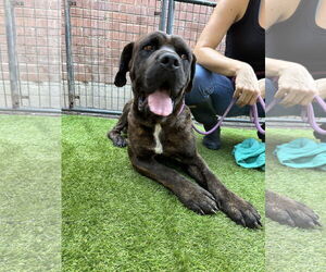 Mastiff Dogs for adoption in Goodyear, AZ, USA