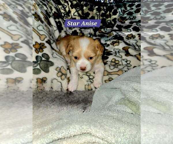 Medium Photo #3 Maltese-Unknown Mix Puppy For Sale in Plantation, FL, USA