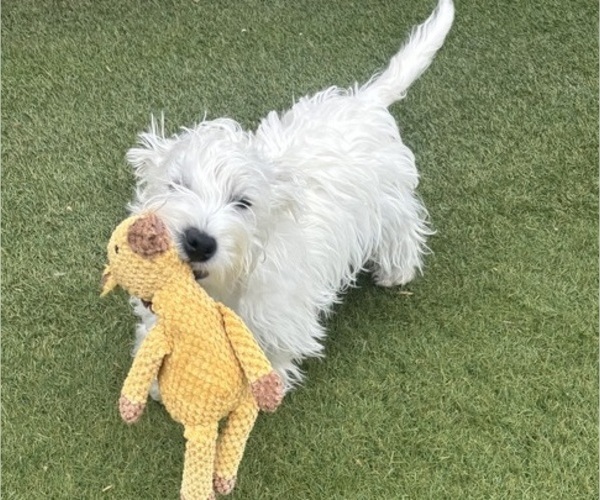 Medium Photo #6 West Highland White Terrier Puppy For Sale in PHOENIX, AZ, USA
