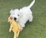 Small Photo #6 West Highland White Terrier Puppy For Sale in PHOENIX, AZ, USA