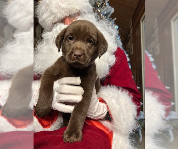 Medium Photo #8 Labrador Retriever Puppy For Sale in NEOLA, WV, USA