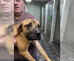 Mastiff-Unknown Mix Dogs for adoption in Stockton, CA, USA