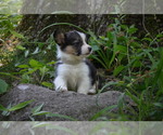 Small Photo #9 Pembroke Welsh Corgi Puppy For Sale in TUPELO, MS, USA