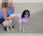 Small #2 English Setter Mix