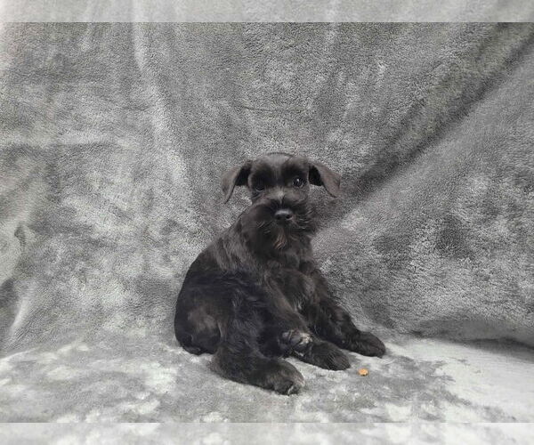 Medium Photo #4 Mutt Puppy For Sale in Lincolnwood, IL, USA