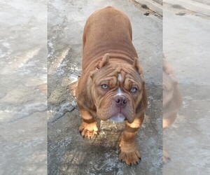 American Bully Puppy for sale in DOS PALOS, CA, USA