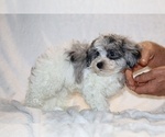 Small #14 ShihPoo