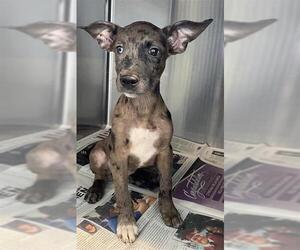 Mutt Dogs for adoption in San Antonio, TX, USA