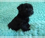 Small Photo #2 Poodle (Toy)-Yorkshire Terrier Mix Puppy For Sale in LAUREL, MS, USA