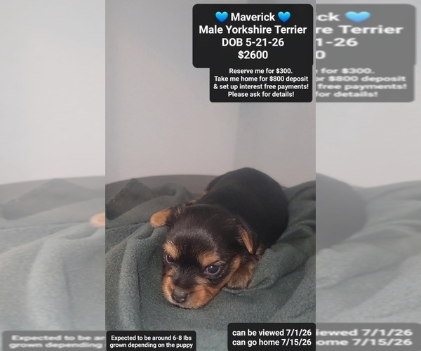 Medium Photo #2 Yorkshire Terrier Puppy For Sale in TUCSON, AZ, USA