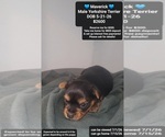 Small #1 Yorkshire Terrier