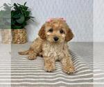 Small #1 Cavapoo