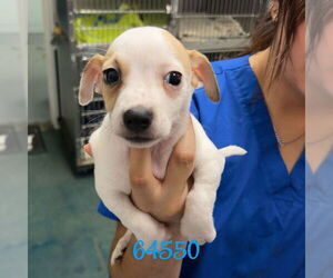 Chihuahua-Unknown Mix Dogs for adoption in Chico, CA, USA