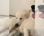 Small #8 Great Pyrenees