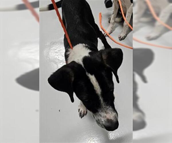 Medium Photo #1 Pointer Puppy For Sale in Temple, TX, USA