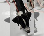 Small Pointer