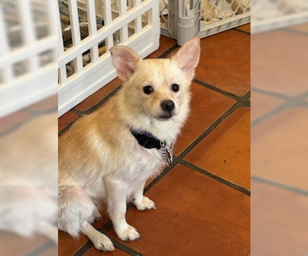 Medium Photo #2 Chihuahua-Unknown Mix Puppy For Sale in San Diego, CA, USA