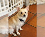 Small #1 Chihuahua Mix