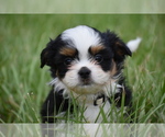 Image preview for Ad Listing. Nickname: Cobber