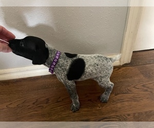 German Shorthaired Pointer Dog for Adoption in KIEFER, Oklahoma USA