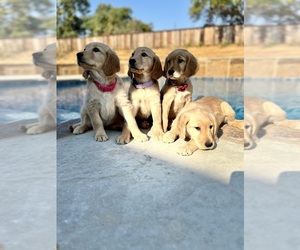 Golden Retriever Puppy for sale in POOLVILLE, TX, USA