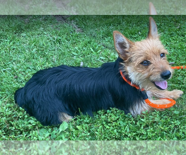 Medium Photo #1 Mutt Puppy For Sale in Lewistown, PA, USA