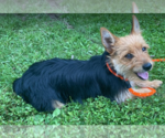 Small Mutt