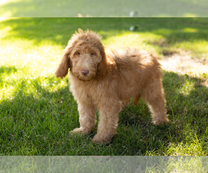 Goldendoodle-Poodle (Standard) Mix Puppy for sale in NAPPANEE, IN, USA