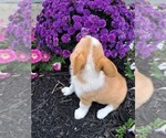 Small Photo #42 Pembroke Welsh Corgi Puppy For Sale in SHILOH, OH, USA