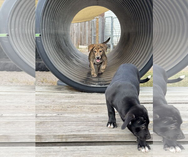 Medium Photo #9 Labrador Retriever-Plott Hound Mix Puppy For Sale in Sanford, FL, USA