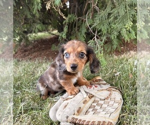 Schnauzer (Miniature) Puppy for sale in MIDDLEBURY, IN, USA