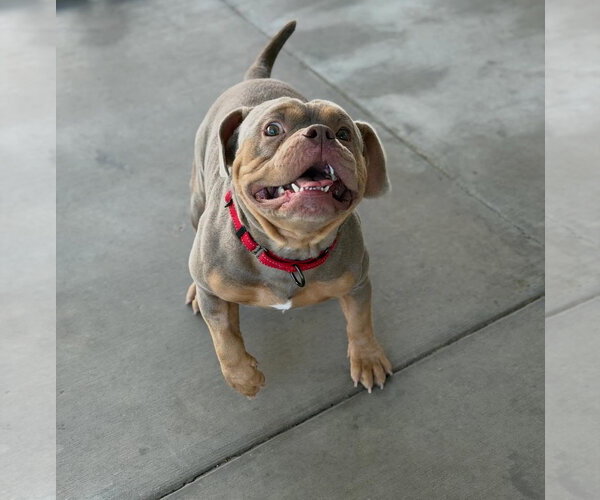 Medium Photo #2 Bulldog-Unknown Mix Puppy For Sale in Las Vegas, NV, USA