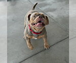 Small #1 Bulldog Mix