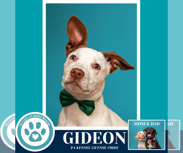 Medium Photo #13 Labrador Retriever-Unknown Mix Puppy For Sale in Kimberton, PA, USA