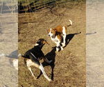 Small #5 Mutt
