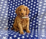 Small Photo #2 Goldendoodle (Miniature) Puppy For Sale in NOTTINGHAM, PA, USA