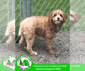 Poodle (Miniature) Dogs for adoption in Stroudsburg, PA, USA