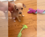 Small #1 Chihuahua Mix