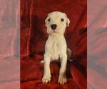 Small Photo #10 Dogo Argentino Puppy For Sale in SACRAMENTO, CA, USA