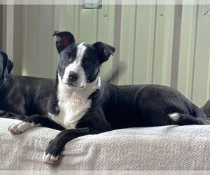 Border Collie-Unknown Mix Dogs for adoption in Winter Park, CO, USA